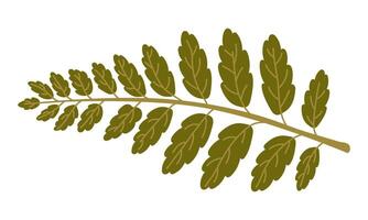 A flat illustration of a fern branch. illustration of green leaves isolated on white. Dried flower, herbarium, forest motif. Collecting flowers and leaves vector