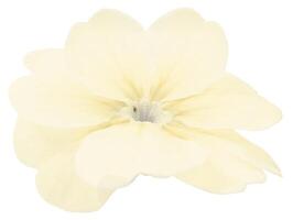 Flower shape isolated over solid background. Flower close view clipart template photo