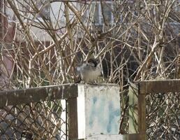 Sparrow in branches photo