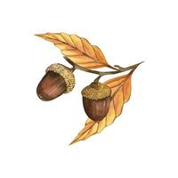 Acorns on branches with yellow and orange leaves, all objects are hand-drawn with watercolors on a white background. Watercolor illustration. Suitable for postcards, invitations, for design vector
