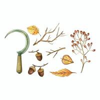 Metal sickle, viburnum, acorns, autumn leaves and bare tree branches. All objects are hand-painted with watercolors. Watercolor illustration on the theme of harvest and autumn. Suitable for printing vector