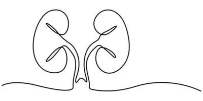 continuous one line art internal organ kidney vector