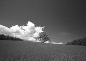 A Serene Daytime Scene in Nature Under a Cloudy Sky with Lush Vegetation and Trees photo
