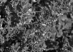 Lush Evergreen Shrub and Groundcover with Flowering Twigs and Grass photo