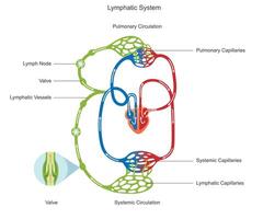 Lymphatic circulation moves lymph through vessels and nodes, aiding immunity and fluid balance vector
