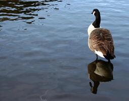 Bird in its natural habitat close view, bird background photo