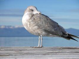 Bird in its natural habitat close view, bird background photo