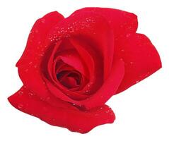 Rose flower isolated over solid background close view photo