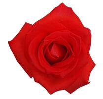 Rose flower isolated over solid background close view photo