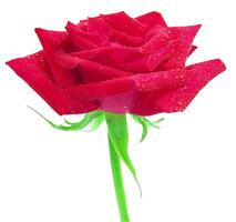 Rose flower isolated over solid background close view photo