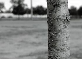Tree trunk with bark, close view photo