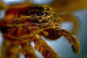 Close-Up of a Dragonfly and a Honeybee on a Bright Gold Flower photo
