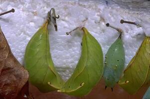 Close-Up of a Leaf with Insect on a Flowering Plant photo