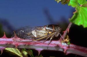 Close-Up of a Colorful Insect on a Green Plant in Nature photo