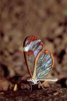 Close-Up of a Butterfly Resting on Wood with Intricate Eye Patterns photo