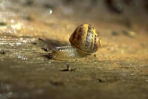 Close-Up of a Snail on Wood with its Shell Exposed photo