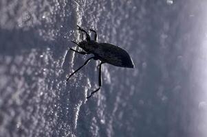 Close-up of a Beetle on a Twig in Nature photo