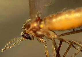 Close-Up of an Insect Encased in Amber photo