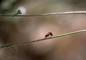 Close-Up of a Twig with Pest on a Wooden Branch Surrounded by Grass and Wire Fencing photo