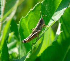 Grasshopper close macro view background. Insect in the natural habitat photo