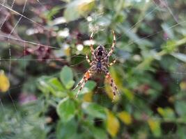Spider in the spider web close view, spider with blurred background photo