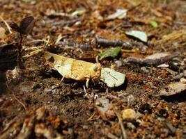 Grasshopper close macro view background. Insect in the natural habitat photo