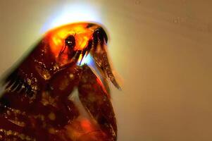 Colorful Parrot Displaying Feathers and Beak in Macro Photography photo