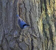 Bird in its natural habitat close view, bird background photo