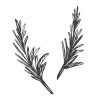 Rosemary. Sketch. A sprig of aromatic spice. illustration. Outline on isolated background. Doodle style. Stem with leaves. Idea for web design, menu. vector