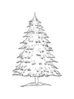 Christmas tree isolated on white background. Hand drawn illustration sketch. Christmas and New Year design. Wild forest tree. black and white graphics vector