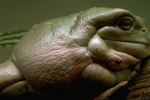 Frog close view background, frog relaxing in its natural habitat photo