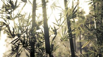 Bamboo forest illuminated by sun rays during early morning sunlight video