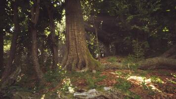 Sunlight filters through trees in a serene forest setting during the day video