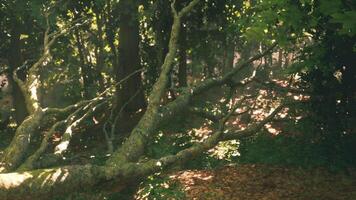 Fallen tree branch covered in moss in a serene forest setting during daylight video