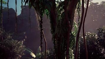 Tall Tree Standing in Lush Jungle video