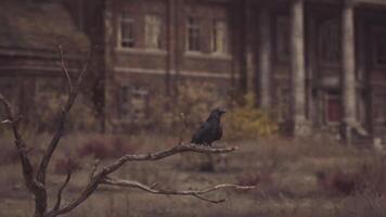 Black bird perched on a branch in front of an abandoned building at dusk video