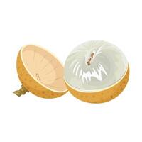 llustration of half peeled longan fruit, isolated on white background. vector