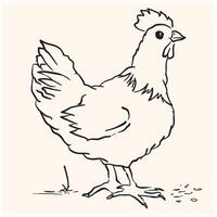 Poultry Birds Chicken Illustrations with doodle style vector