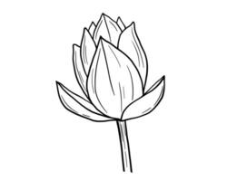 Lotus flower bud line sketch isolated on white. vector