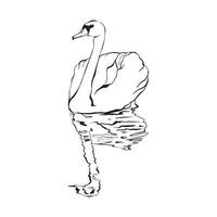 Swan on water surface with reflection in water in continuous linear drawing style. Linear sketch isolated on white background. vector