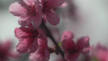 A close up of a pink flower peach tree spring bloom. Soft focus video