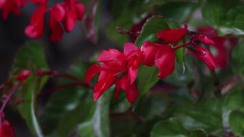 Vibrant red flowers bloom in a lush garden during springtime in a tranquil setting video