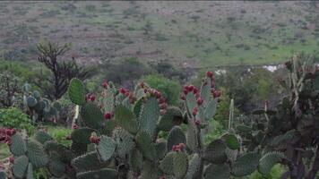 Cacti with ripe fruit thriving near a serene river in lush landscape video