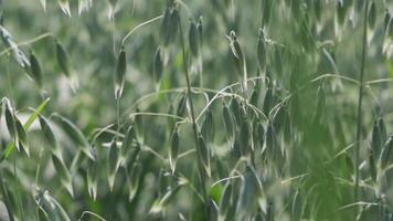 Gently swaying green oats in a sunlit field during late spring video