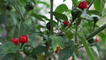 Growing various chili peppers in a greenhouse for culinary use and spice video