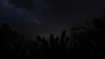 Time-lapse capturing nightfall over a cactus landscape in the desert video