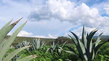 Timelapse of agave field showcasing vibrant sky and lush landscape video