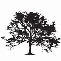 Modern Beech Tree Silhouette vector