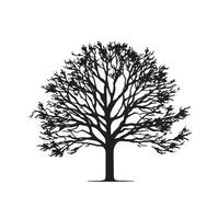Minimalist Beech Tree Silhouette Isolated on White vector