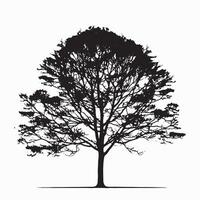Stylized Beech Tree Silhouette Isolated on a White vector